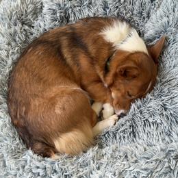 Jane - Pembroke Welsh Corgi