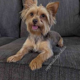Penny - Yorkshire Terrier