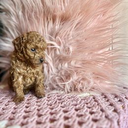 Millie - Red  female Poodle puppy in Hephzibah ( Richmond County ), Georgia from Healing Pawz LLC