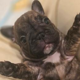 Bibingka - Brindle and white female French Bulldog puppy in Washington from Pawcific Coast Bullies