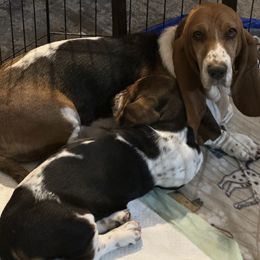 Basset Hound and Collie Puppies from Collegiate Bassets and Rheign Collies
