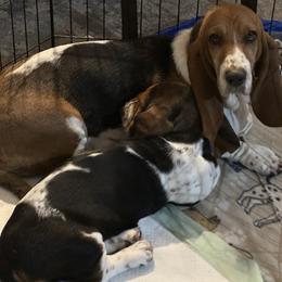 Basset Hound and Collie Puppies from Collegiate Bassets and Rheign Collies