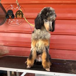 Tazz - Poodle