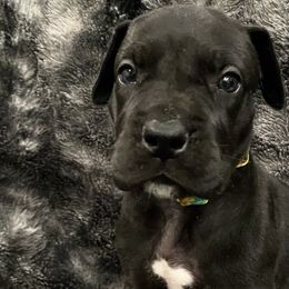 Boy 2 - Black Great Dane puppy in Dundee, Michigan from Weslow AKC Danes
