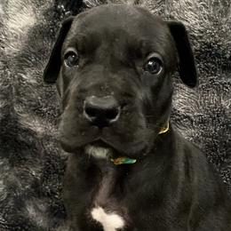 Boy 2 - Black Great Dane puppy in Dundee, Michigan from Weslow AKC Danes