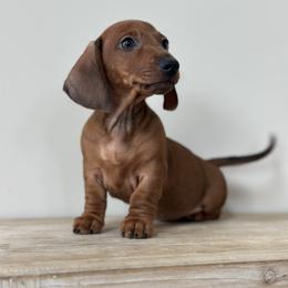 Short Legacy - Red male Dachshund puppy in Crystal, Michigan from Mare-Bella Smoothcoat Edition