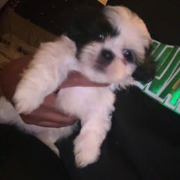 Shih Tzu Puppies from Adams Pawsitive Pawfection