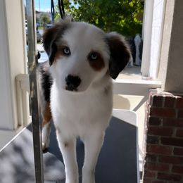 Miniature American Shepherd and Miniature Australian Shepherd Puppies from Scv minis