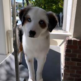 Miniature American Shepherd and Miniature Australian Shepherd Puppies from Scv minis