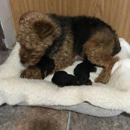 Dari - Black and tan male Welsh Terrier puppy in Park Rapids, Minnesota from Peggy’s Terriers