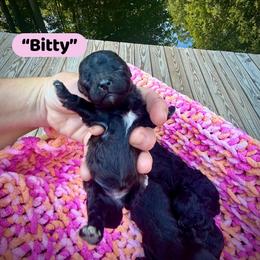 Bitty - Black & white female Maltipoo puppy in Coal City, Indiana from Angel Blue Dogs