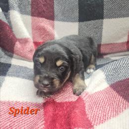 Spider (Miles) - Black tri male Miniature Australian Shepherd puppy in Orrtanna, Pennsylvania from Mountain Top Shepherd's