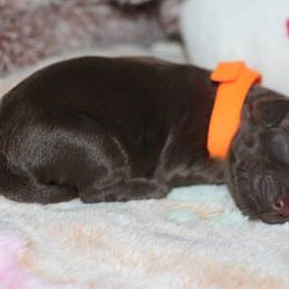 Cockapoo Puppies from JP Cockapoos LLC