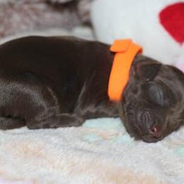 Cockapoo Puppies from JP Cockapoos LLC