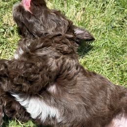 Australian Labradoodle and Labradoodle Puppies from Tango Wool Labradoodles