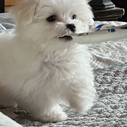 Maltese Puppies from AddaSiDanes