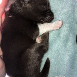 Pomsky Puppies from Eclipse Merle Pomsky’s