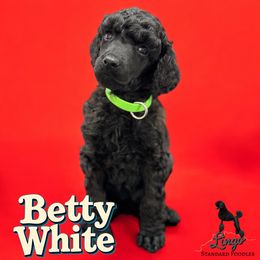 Betty White - Black female Poodle puppy in Nederland, Texas from Lingo Standard Poodles