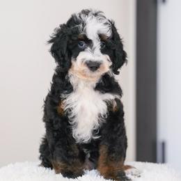 Cougar - Tri-color male Bernedoodle puppy in Dundee, Ohio from Down Home Doodle