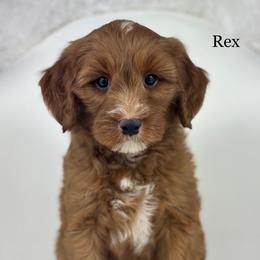 Rex - Red  male Goldendoodle puppy in Milford, Indiana from Railway Acres Kennel