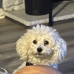 Cavachons from Awesome Cavachons