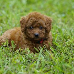 Rosie - Red  female Goldendoodle puppy in Augusta, West Virginia from Creation Goldedoodles