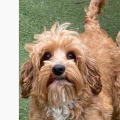 Presley - Australian Cobberdog