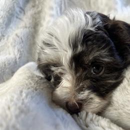 Holli - White female Havanese puppy in Starr, South Carolina from Home with Havanese