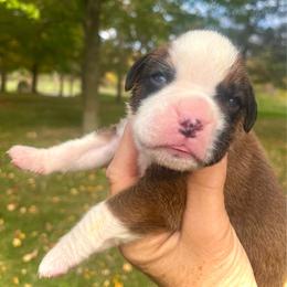 Flashy fawn 1 - Fawn male Boxer puppy in Plainwell, Michigan from Hope's Beautiful Boxers