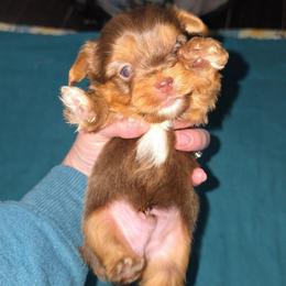 Chocolate Male - Chocolate, tan and white male Yorkshire Terrier puppy in Lakeland, Florida from You Me & The Yorkies