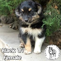 Zailey - Black tri female Miniature Australian Shepherd puppy in Jaroso, Colorado from Heaven Sent Aussies