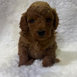 Winnie - Red  female Goldendoodle puppy in Wever, Iowa from JK Royal Lines