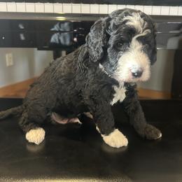 Jack Frost - male Golden Mountain Doodle puppy in Powell, Wyoming from Doodles of Joy