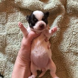 AKC Girl 4 - Chocolate and white female Chihuahua puppy in Anoka, Minnesota from Anoka County MN AKC Chihuahuas