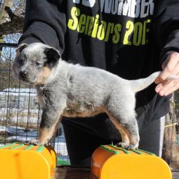 Ember - Pink - Blue female Australian Cattle Dog puppy in Colbert, Oklahoma from LoveAHeeler
