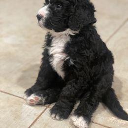 Bernedoodle Puppies from G&G’s Bernedoodles