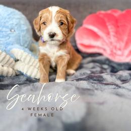 Seahorse - Apricot female Goldendoodle puppy in Garden Grove, California from Sunkissed Doodles