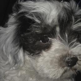 Maltipoos from Maltese+Poodle=Maltipoo!