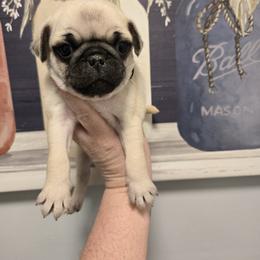 Bluey - Fawn male Pug puppy in Auburn, Kentucky from Prentice Family Pugs