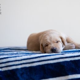 Labrador Retriever Puppies from Sun Ridge Labradors