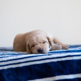 Labrador Retriever Puppies from Sun Ridge Labradors