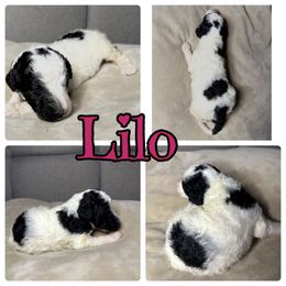 Goldendoodle and Poodle Puppies from Wonderland Kennel