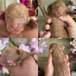 Lennox - Apricot male Cavapoo puppy in Yuciapa, California from AlltheDoodlez_