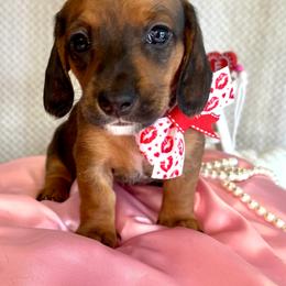 Dachshund Puppies from Snarky Doxy Miniature Dachshunds