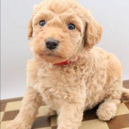Red - Apricot female Labradoodle puppy in Lexington Park, Maryland from SUNNY SIDE DOODLES