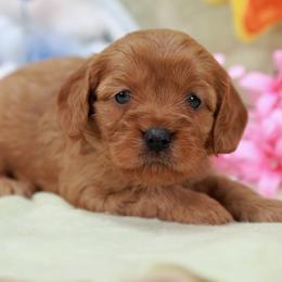 Green girl - Red female Assorted Doodle Crosses puppy in Colonial Beach, Virginia from Bristol Mine Kennels
