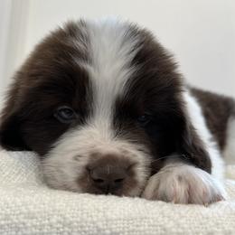 Newfoundland puppies from Two Brown Dogs and a Pig