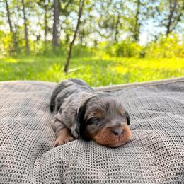 Girl 2 - female Bernedoodle puppy in Travelers Rest, South Carolina from Bernedoodle.do