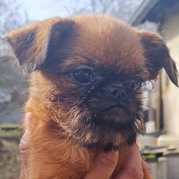 Brussels Griffons from Last Knight Kennels and Greyhawk Kennels
