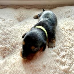 Donner - Black and tan male Dachshund puppy in Nashville, Tennessee from Mini Browne Dachshunds